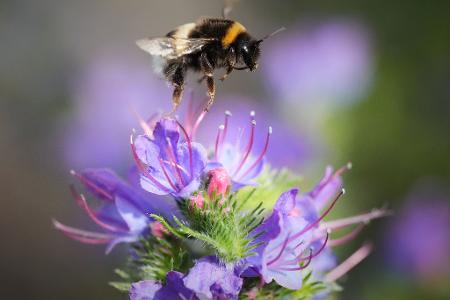 Eine Hummel fliegt an einem sonnigen Tag in einem Park in Tallinn über einer Blüte.