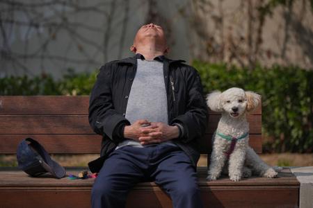 Haustiere werden in China immer beliebter, während die Geburtenrate auf einem Rekordtief steht. (Symbolbild)