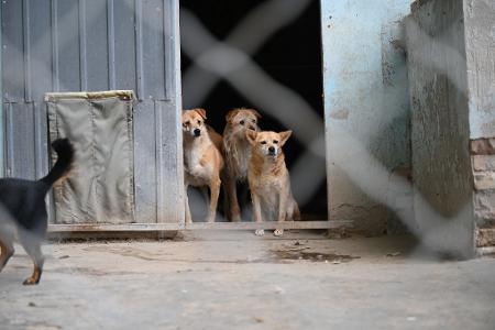 Aktivisten fordern schon länger ein landesweites Tierschutzgesetz für China. (Symbolbild) 