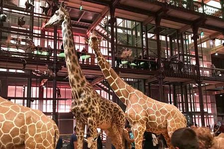 Paris, Camping, Reise, Naturkunde-Museum