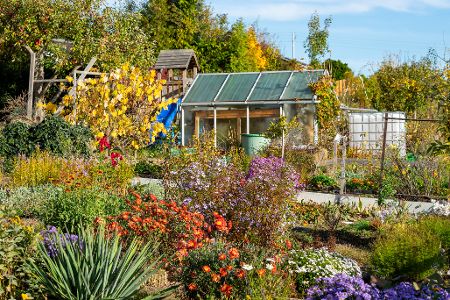 Kleingarten mit bunten Blumen und Gewächshaus