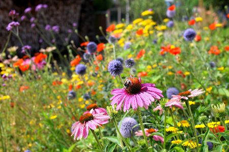Blumenwiese