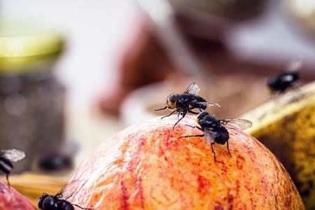 Maden, Motten, Fruchtfliegen: So bleibt die Küche im Sommer hygienisch