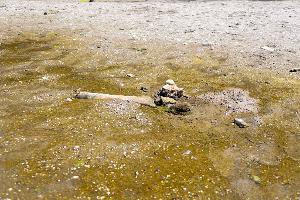 Hitze enthüllt Mammut-Unterkiefer in bulgarischem Donaudorf