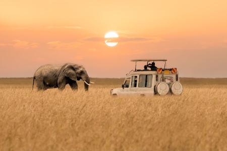 Safari