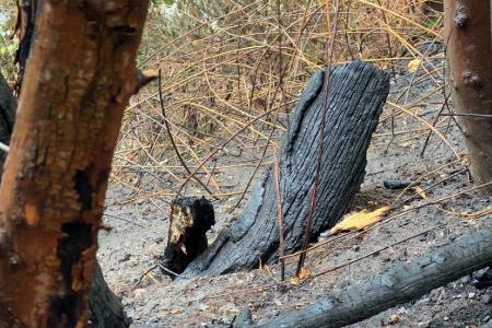 Böschungsbrand BAB52 (1)