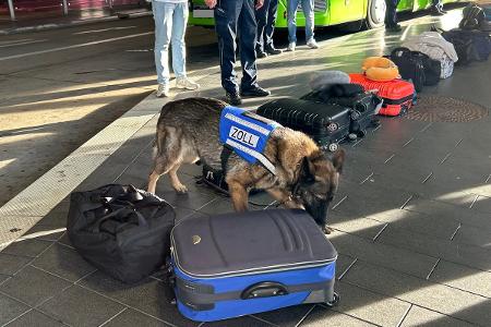 Eine Zollhündin schnüffelt an Reisegepäck nach Betäubungsmitteln.
Quelle: Zollverwaltung