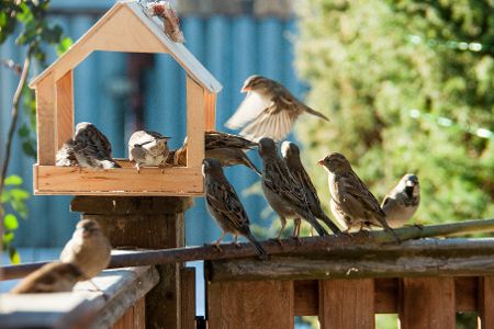 Viele Vögel fressen in und unter einem Vogelhäuschen