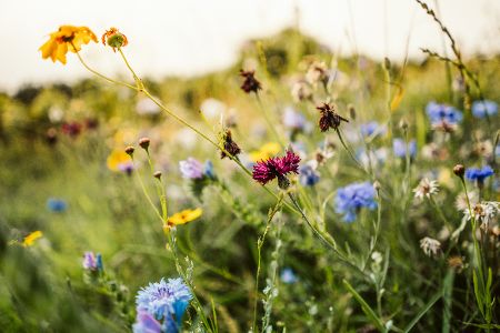 Wildblumenwiese