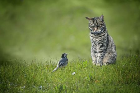 Katze sitzt in der Natur vor einem kleinen Vogel
