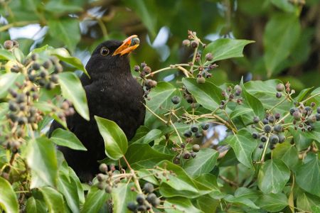 Amsel sitzt auf einem Busch mit einer Beere im Schnabel