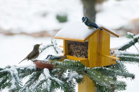 Futterhäuschen mit Besuch im Winter