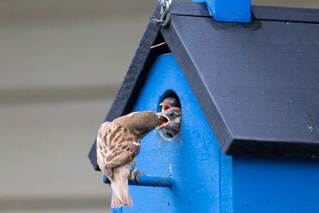 Jungvögel im Nistkasten werden gefüttert