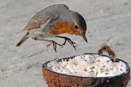 Rotkehlchen fliegt auf einen Topf mit Futter zu