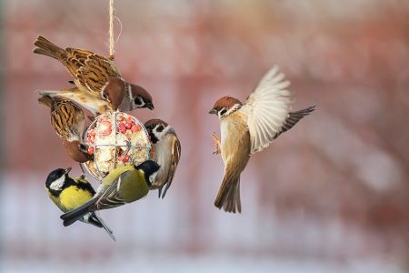 Verschiedene Vögel an einer Futterkugel im Winter