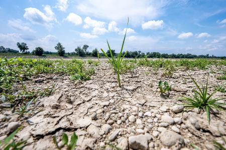 Rissiger Boden statt fließendem Strom: die Donau schon Mitte Juli. 