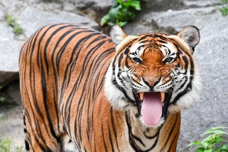 Indochinesische Tiger sind in freier Wildbahn sehr selten geworden. (Archivbild)