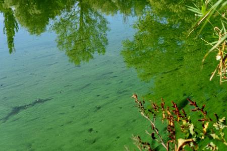 So können Sie Blaualgen vor dem Baden erkennen
