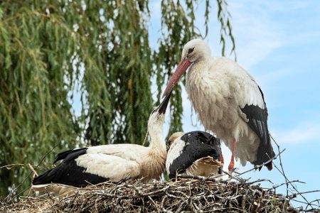 Storch füttert seinen Nachwuchs im Nest