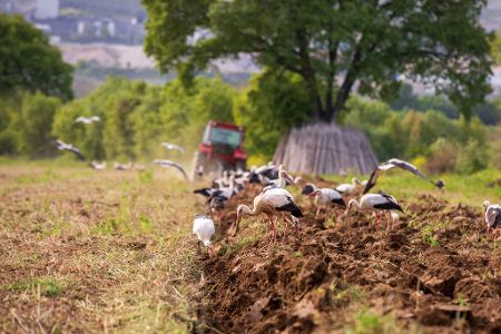 Mehrere Störche wühlen in einem Feld, über das gerade ein Traktor gefahren ist