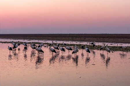 Viele Störche stehen bei Sonnenuntergang in einer Wasserstelle