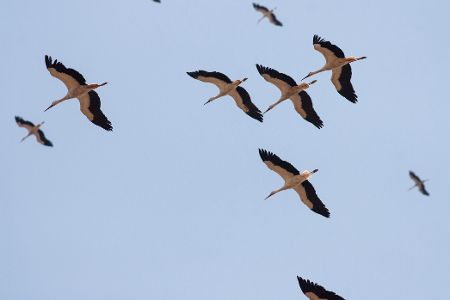 Mehrere Störche im Flug