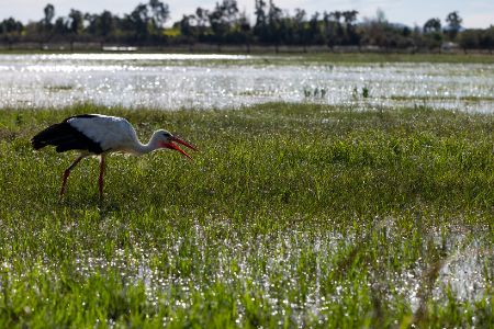 Storch sucht auf einer Feuchtwiese nach Nahrung