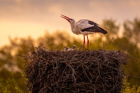 Storch mit Nachwuchs auf seinem Nest bei Sonnenuntergang