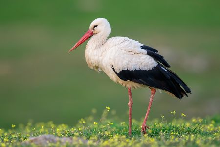 Storch steht auf einer Wiese