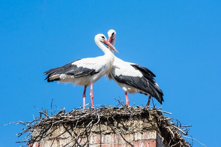Naturschutz wirkt: Deutschlands Störche feiern Rekordjahr