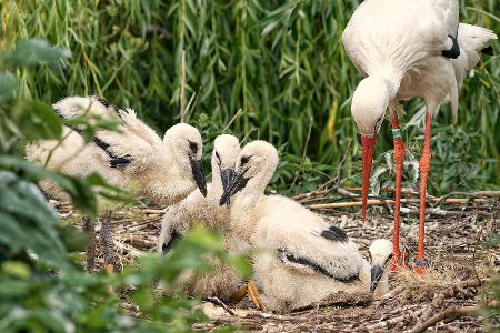 Storch ist mit seinem Nachwuchs zugange