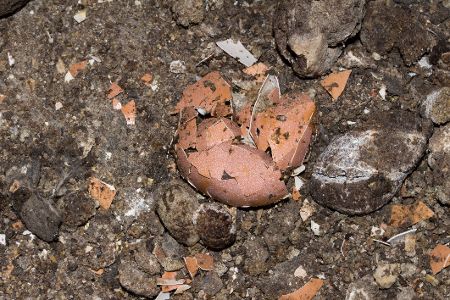 Alte Eierschalen im dreckigen Nest