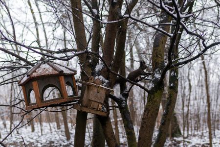 Ein Eichhörnchen flitzt im Winter an einem Nistkasten vorbei