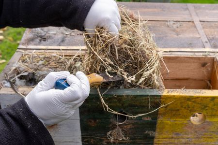 Altes Brutmaterial wird aus einem Nistkasten entfernt