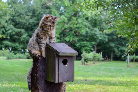 Katze lauert an einem Nistkasten