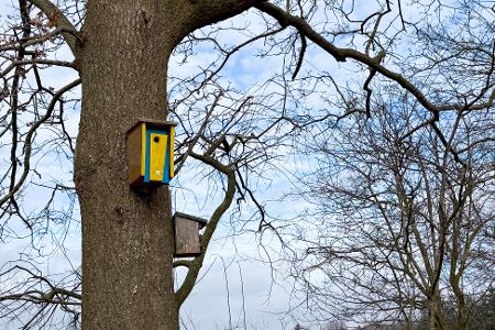In großer Höhe an einem Baum angebrachte Nistkästen