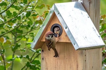 Vogel füttert seine Jungen im Nistkasten