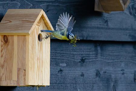 Blaumeise fliegt aus Nistkasten davon