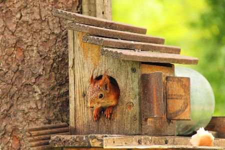 Eichhörnchen in Nistkasten