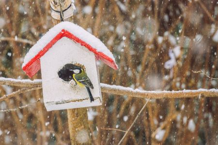 Vogel am Nistkasten im Winter