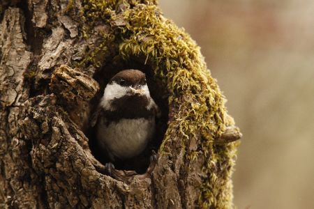 Vogel schaut aus einem Loch im Baumstamm heraus