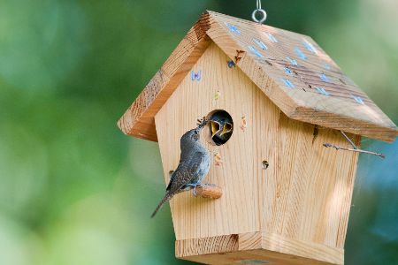 Vogel füttert Junge am Nistkasten