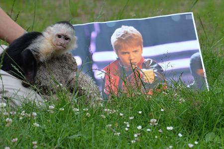 Justin Bieber und Kapuzineräffchen Mally