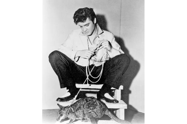 Elvis Presley und Känguruhs