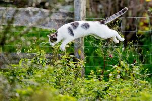 Tierärzte fordern eine Kastrationspflicht von Katzen, die frei herumlaufen dürfen. (Symbolbild)