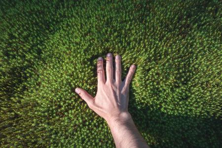 Die Textur des Waldes