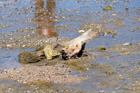 Knochen eines Mammuts tauchten im bulgarischen Abschnitt der Donau auf. 