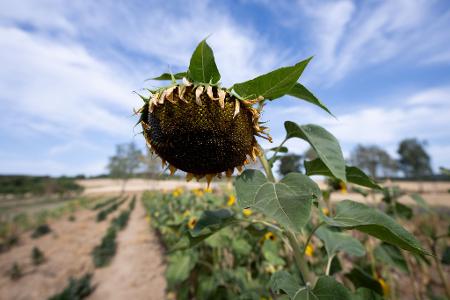 Die Trockenheit wird sich weiter verstärken, heißt es vom Wetterdienst.