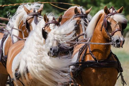 Wilde Mähne: Pferde bei der Schau zum Jubiläum des Haflinger-Gestüts Meura in Thüringen.
