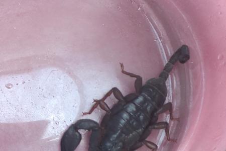 Eingefangener Skorpion